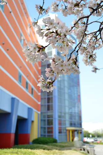 kansai_sakura.jpg
